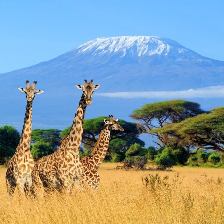 Kili-Giraffe-shot